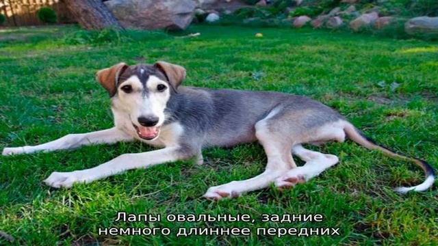 Польская борзая (Польский харт)