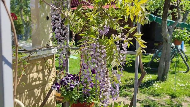 Цветение глицинии японской в Московской области смотреть онлайн