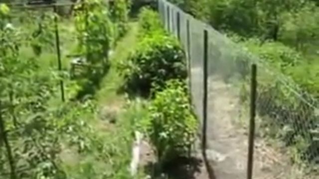 Забор из сетки рабицы смотреть онлайн