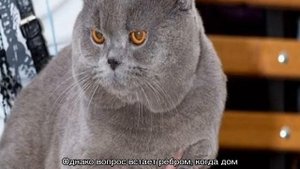 В каком возрасте кастрируют котов британцев