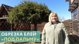 Обрезка елок на даче: оставляю всего одну треть веток