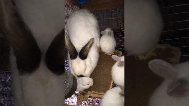 День открытых дверей! Крольчатам 20 дней!🐇🐇