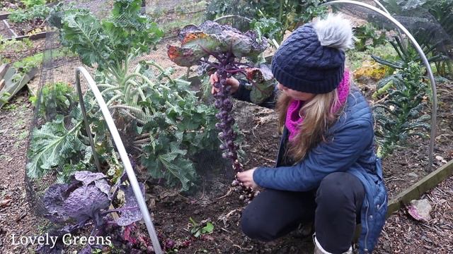 Winter Solstice in the Garden: Christmas potatoes, planting garlic, and a visit to a Neolithic Tomb смотреть онлайн