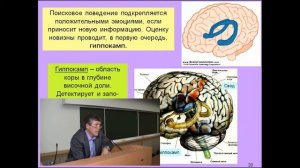 Лекция 3  "Мозг и любопытство" Лектор: Дубынин В.А. (МГУ)