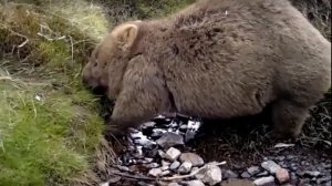 исследовательская работа "Удивительное животное вомбат!"