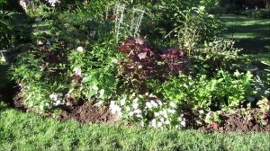 Urban Cottage Gardening Tour | Growing Herb Purple Perilla a pretty plant!  Catherine's Garden