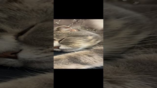 Пуша отдыхает / Pusha is resting