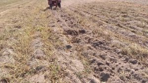 МОТОБЛОК МТЗ 05. уборка картофеля