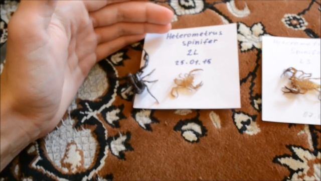 Полинявший скорпион Heterometrus Spinifer (4 линька) смотреть онлайн