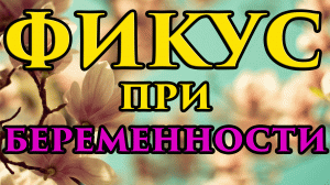 Фикус в доме при беременности - приметы ? - Маг Fose