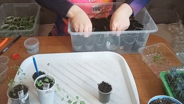 Калибрахоа. Черенкование после зимовки.
