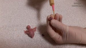 Как вскармливать птенцов волнистого попугая с первых дней || Часть 2