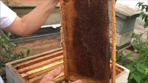 Пчёлы на даче или по следам Винни Пуха.