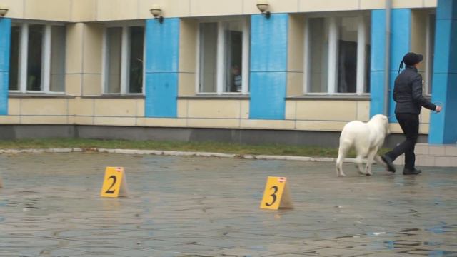 Али Аладжа Лотос (Юнкер для Али Аладжа+Али Аладжа Мишель) смотреть онлайн