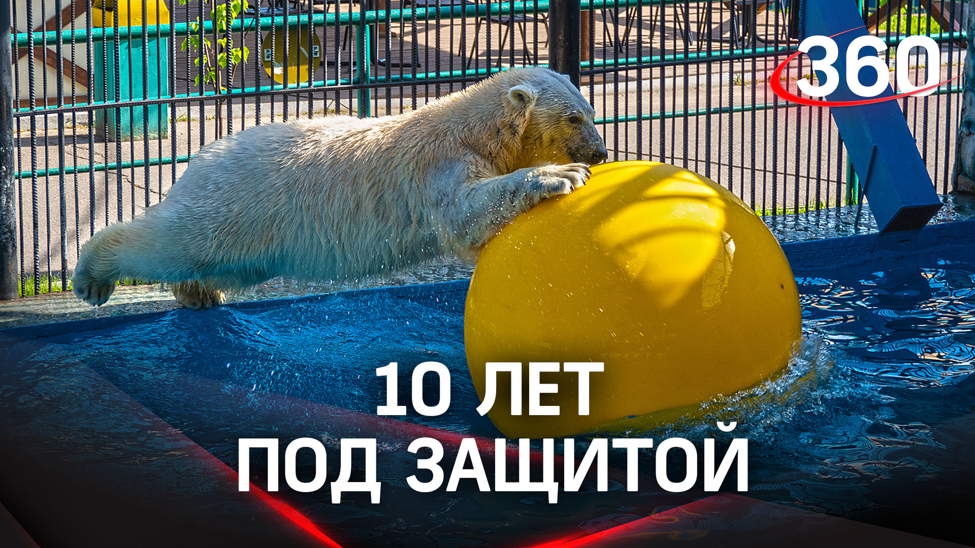 Кто охраняет белых медведей и почему?