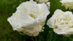 Тюльпан Snow Crystal💢поздний 💢