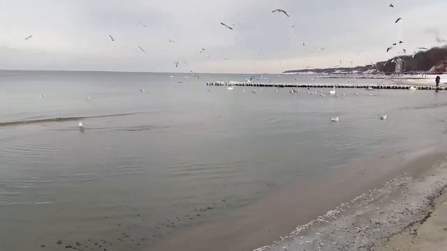 Балтийское море, Балтика - птицы моря, шум моря...
