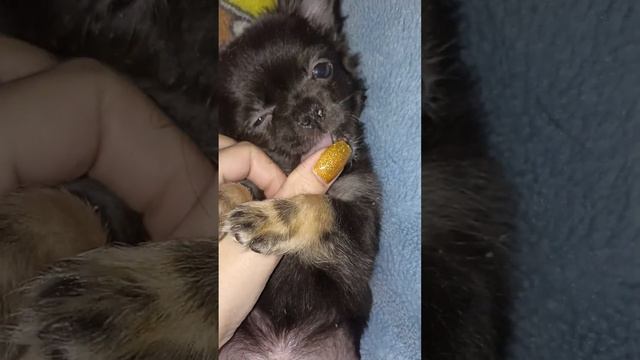 продажа чихуахуа +79780708805 WhatsApp мальчик Феликс #chihuahualove смотреть онлайн