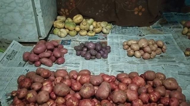 Картофель в сене и под сеном (Есть ли разница) Эксперимент