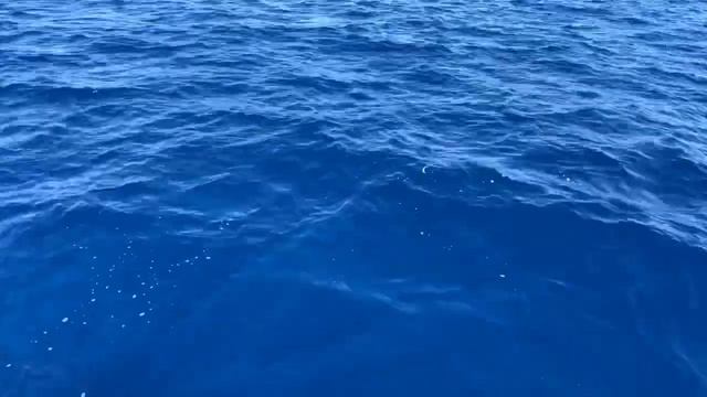 Где киты ?!? смотреть онлайн