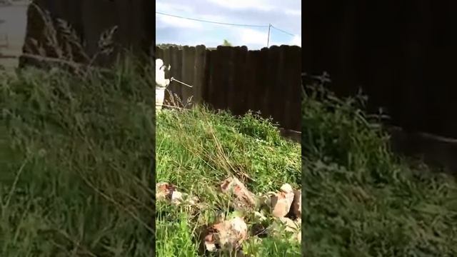 HYVST EPT 270 окраска забора окрасочным агрегатом смотреть онлайн