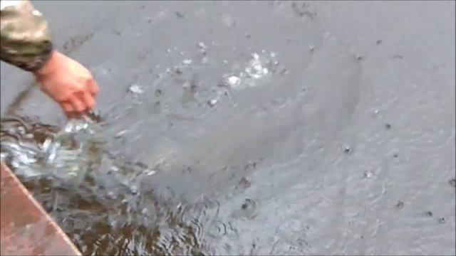 Зарыбление Нижнего пруда осетром 100 кг. Клёвое место Лосиный остров. смотреть онлайн