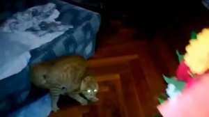 Кот испугался букета