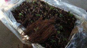 Рассада клубники фриго из Италии сорт Amy!!! Отзыв о работе "Садов Мира"!!!