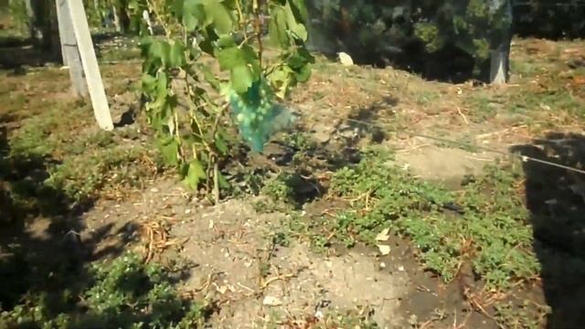 Виноград Мускатель и Дубовский мускат 2020 смотреть онлайн