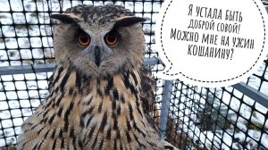 Дятел решил склевать наш дом. Кошка Морошка разлохматила сову Ёлку