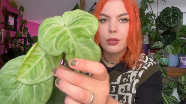 My Syngonium collection🌿 смотреть онлайн