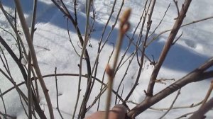 Обрезка чёрной смородины
