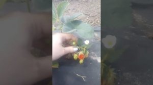 Клубника на черном агроволокне: советы по выращиванию
