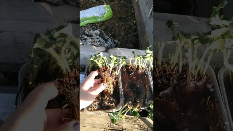 Рассада фриго  #фриго #садоводство #выращиваниеклубники