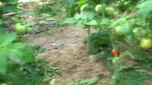 ФОРМИРОВКА ТОМАТОВ У ЛЕНТЯЯ. СЕТКА ЗАЩИЩАЕТ.