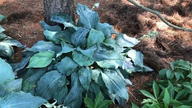 Shadowland Diamond Lake | www.gardencrossings смотреть онлайн