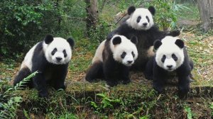 ГДЕ ОБИТАЮТ ПАНДЫ | КАК ВЫГЛЯДИТ ПАНДА | КАК РОЖДАЮТСЯ ПАНДЫ