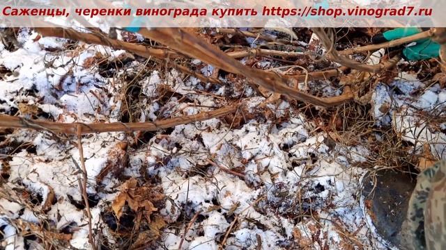Обрезка винограда после выпадения снега- можно ли? При какой температуре обрезать виноград? смотреть онлайн