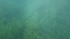 Подводная съёмка на GoPro HERO10 Black