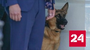 Поведение собаки Байдена объясняют стрессом - Россия 24 
