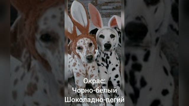 далматинец характеристики породы ???