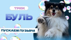 Собака пускает пузыри! ТРЮК БУЛЬ-БУЛЬ