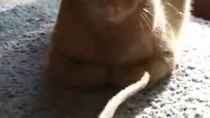gattotopo