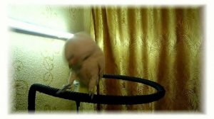 Попугай какаду танцует под Бигуди(И.Дорн)/Parrot cockatto dancing to house/S шоу