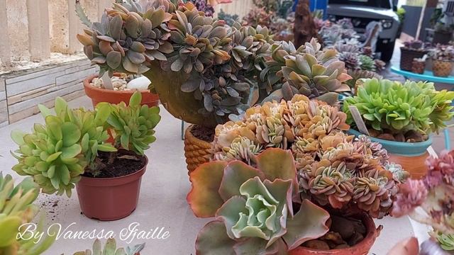 Suculentas cristatas: como eu cuido e como faço mudas!🌿 смотреть онлайн
