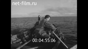 1964г. сбор водорослей ламинарий в  Белом море