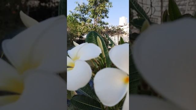 plumeria alba cafe garden Rak UAE ??