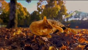 Рыжая кошка осень