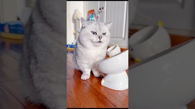 смешные коты.милые котята.смешные котята.часть 3