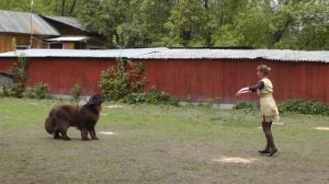 Танцы с собаками. "Кубок РКФ 2014".